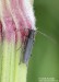 kozlíček bolševníkový (Brouci), Phytoecia cylindrica, Phytoeciini, Cerambycidae (Coleoptera)